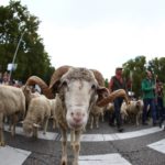 Circa 2000 pecore hanno attraversato il centro di Madrid per la 26esima Festa della transumanza