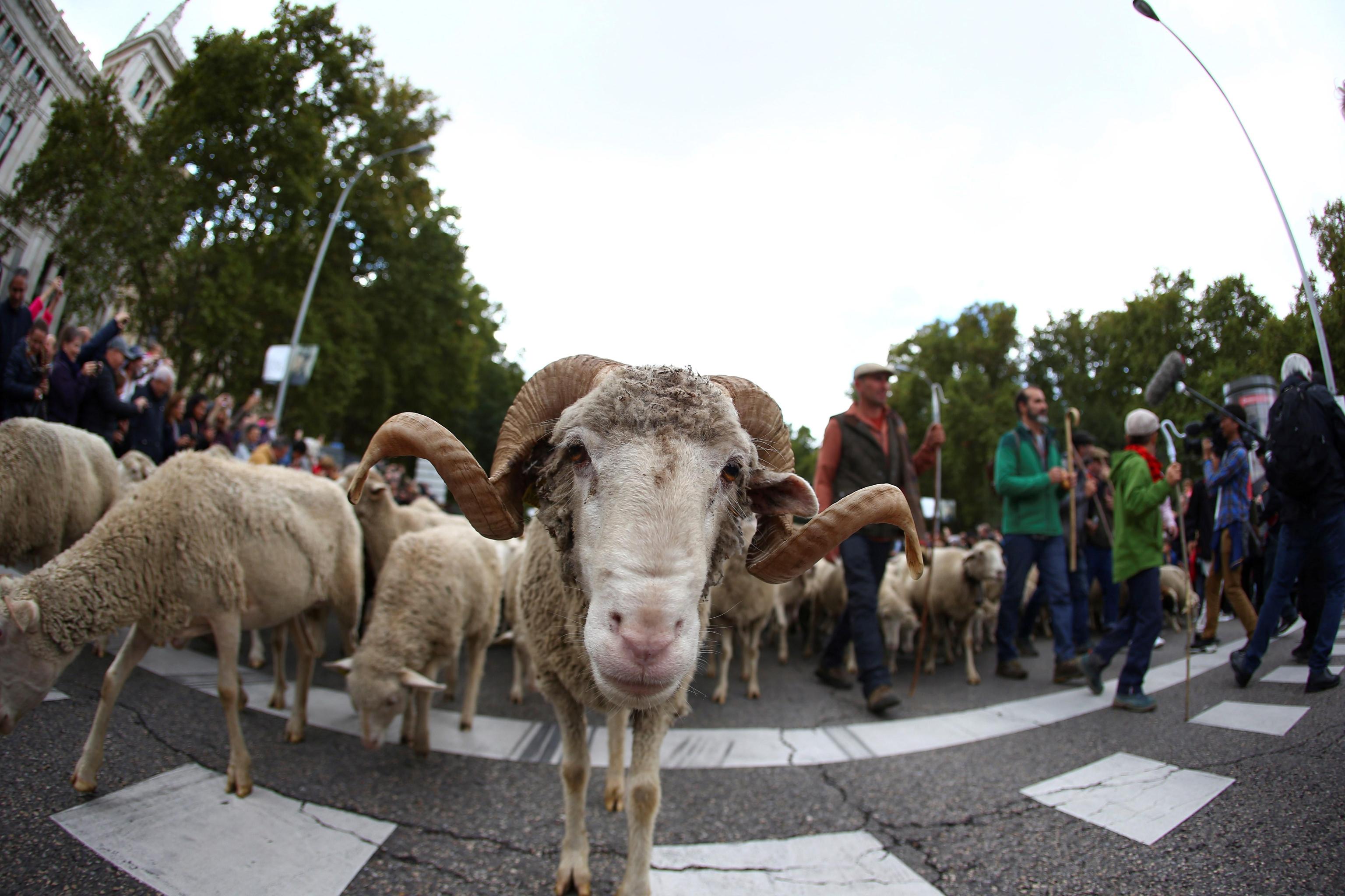 Circa 2000 pecore hanno attraversato il centro di Madrid per la 26esima Festa della transumanza