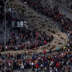 Dal 1994, ogni anno le pecore percorrono le strade di Madrid in occasione del Festival