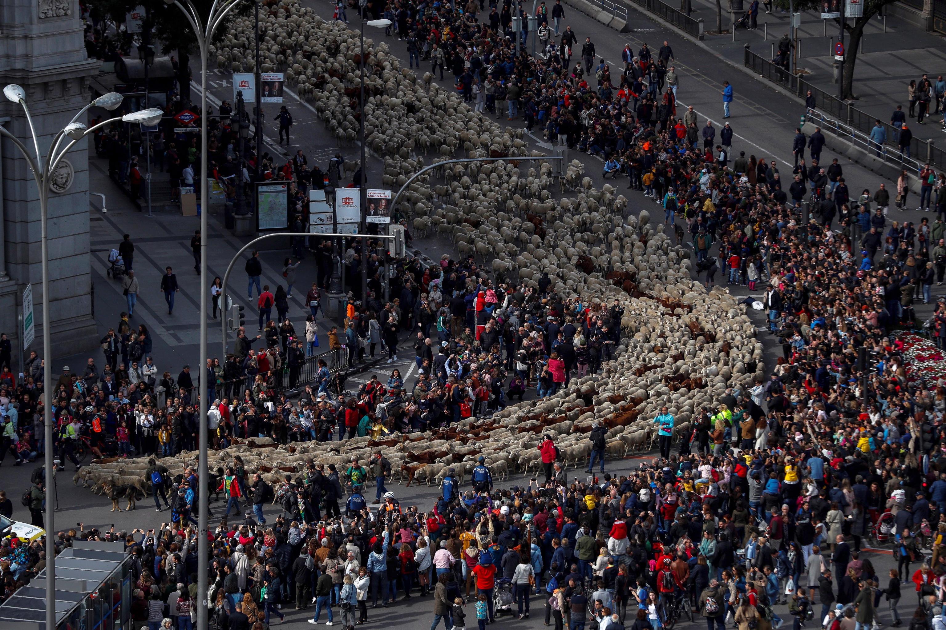 Dal 1994, ogni anno le pecore percorrono le strade di Madrid in occasione del Festival