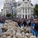 La capitale spagnola è una tappa di un antico percorso di spostamento delle greggi
