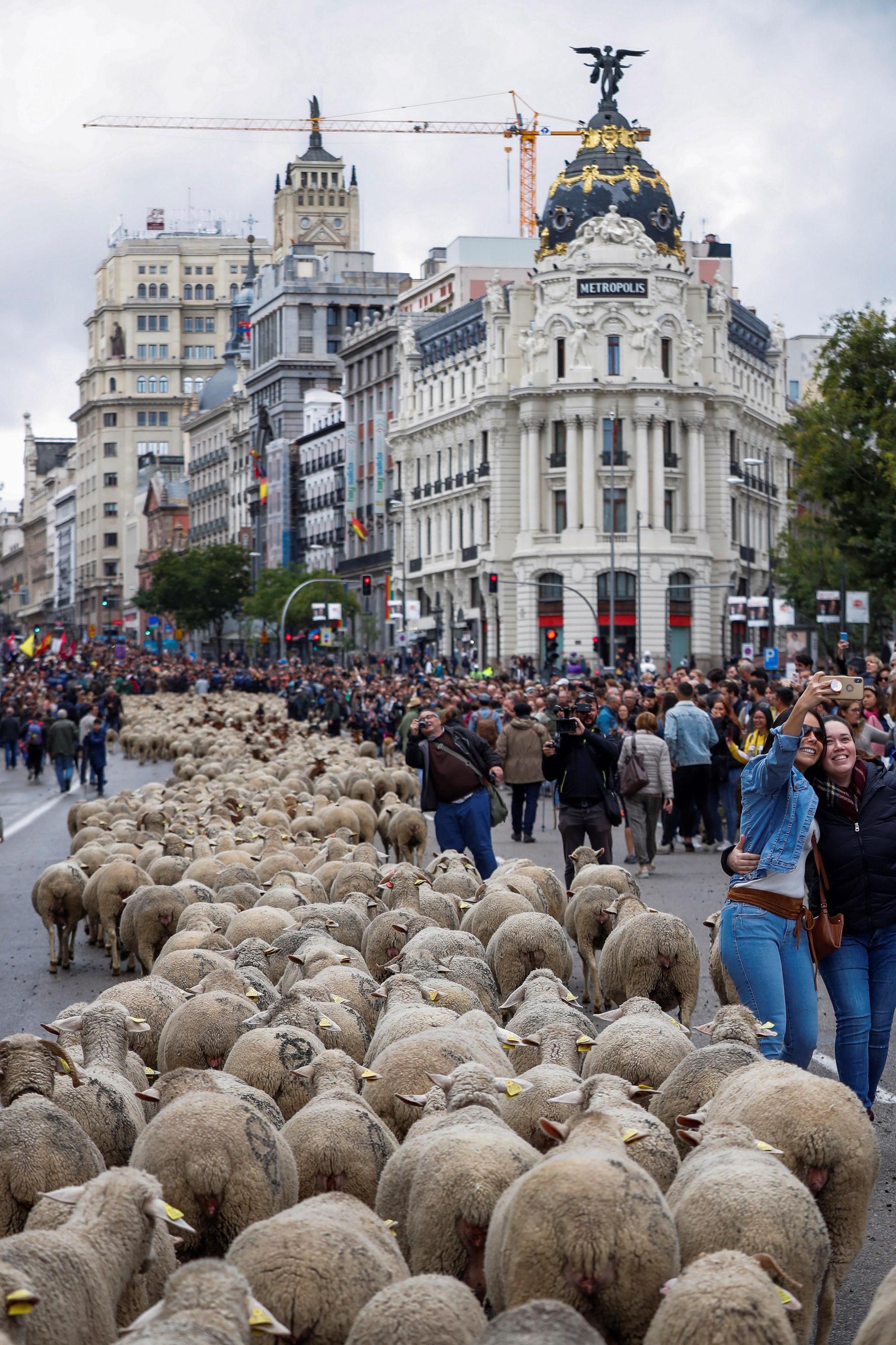 La capitale spagnola è una tappa di un antico percorso di spostamento delle greggi