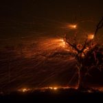 La vegetazione della California viene messa sotto scacco dagli incendi boschivi