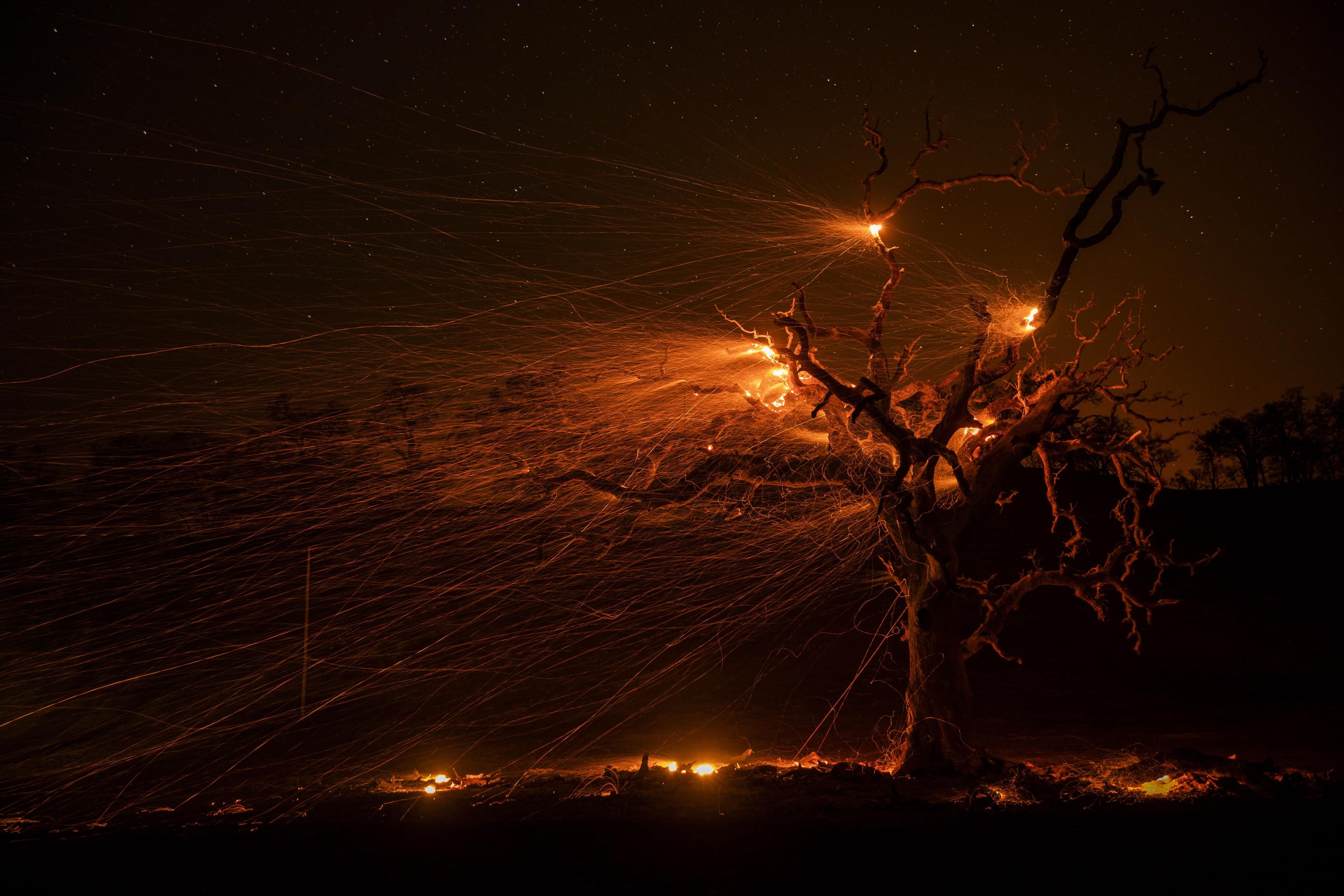 La vegetazione della California viene messa sotto scacco dagli incendi boschivi