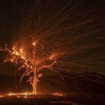 Un albero completamente in fiamme diventa il simbolo del Kinkade Fire