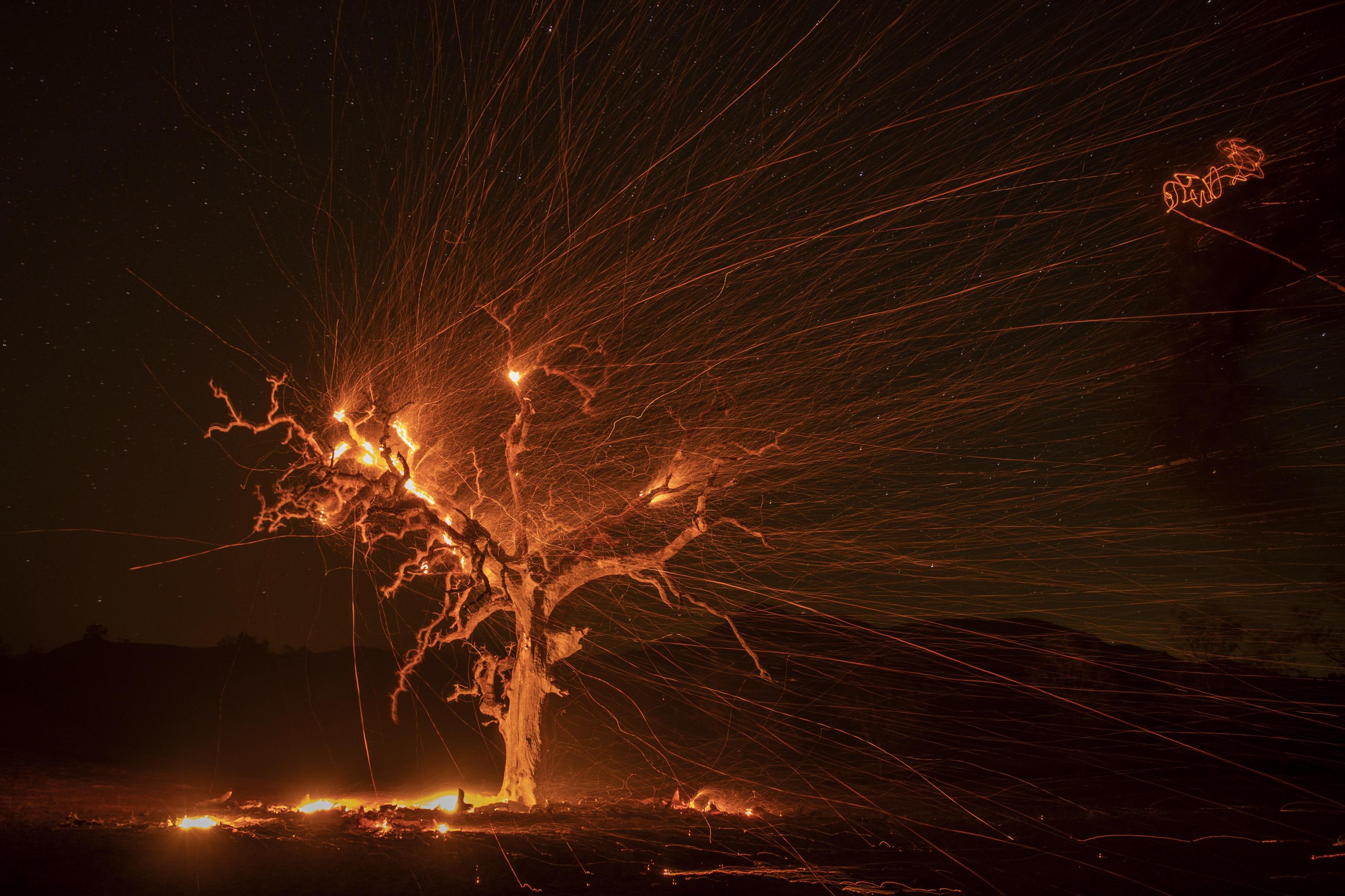 Un albero completamente in fiamme diventa il simbolo del Kinkade Fire