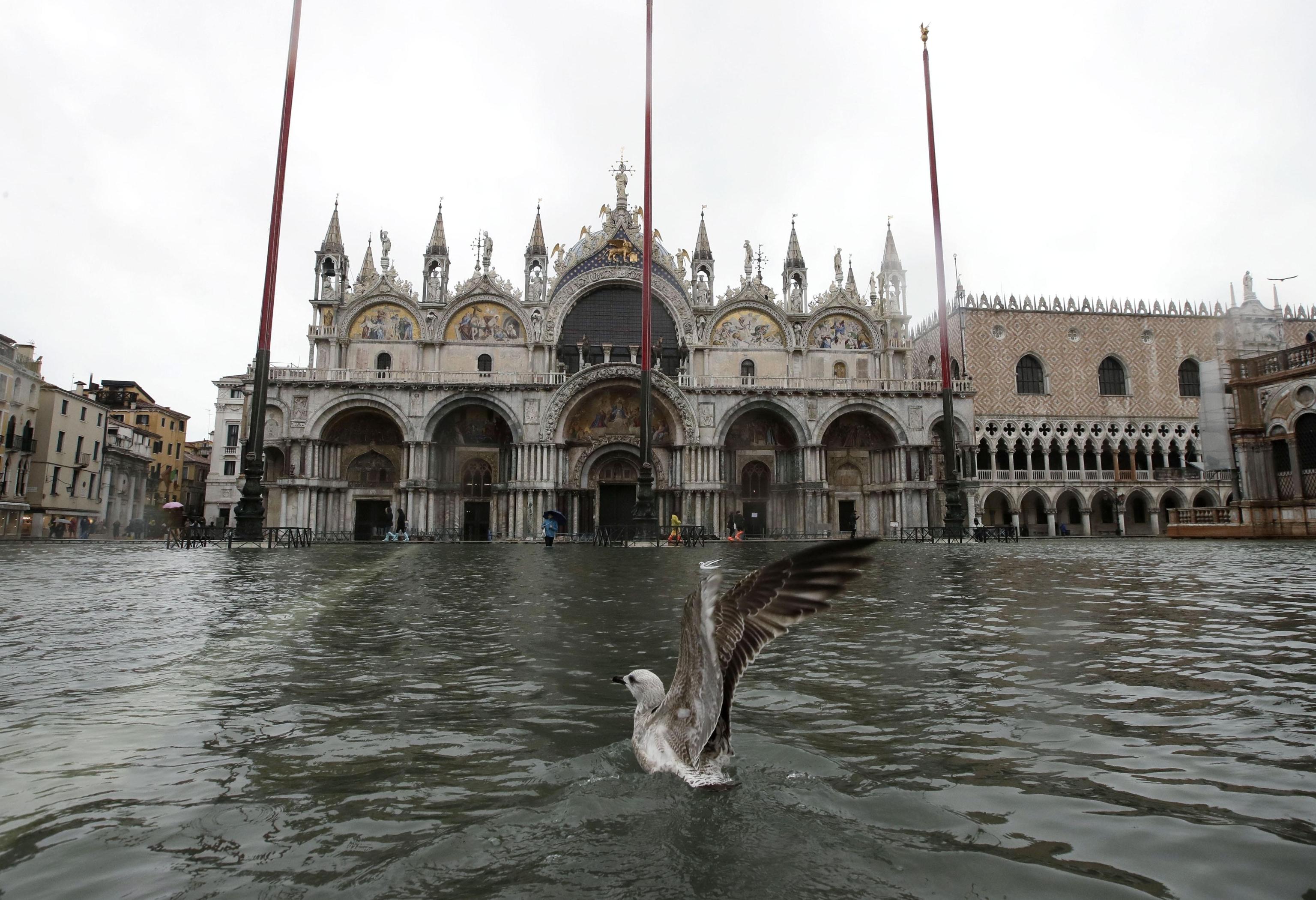 Un gabbiano atterra sull'acqua alta a piazza San Marco