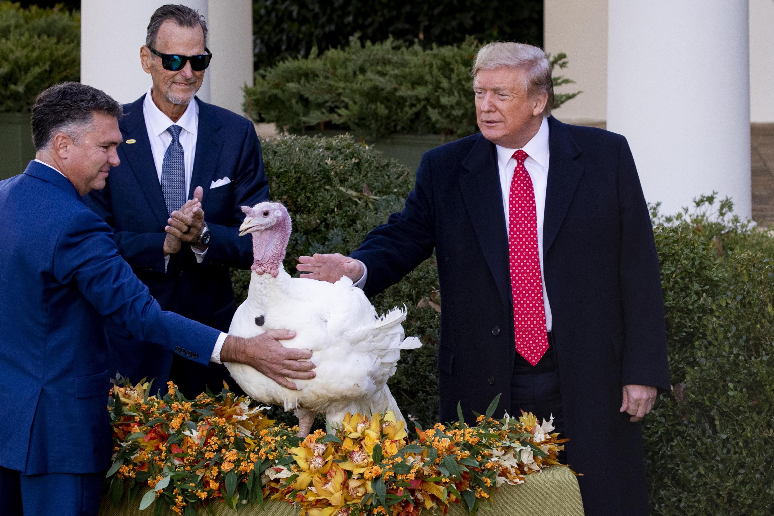 Il Presidente degli Stati Uniti Donald Trump alla presentazione dei tacchini alla Casa Bianca Il Presidente degli Stati Uniti Donald Trump alla presentazione dei tacchini alla Casa Bianca