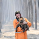 Simon Adamczyk, soccorritore della fauna selvatica ad Adelaide, porta in salvo un Koala