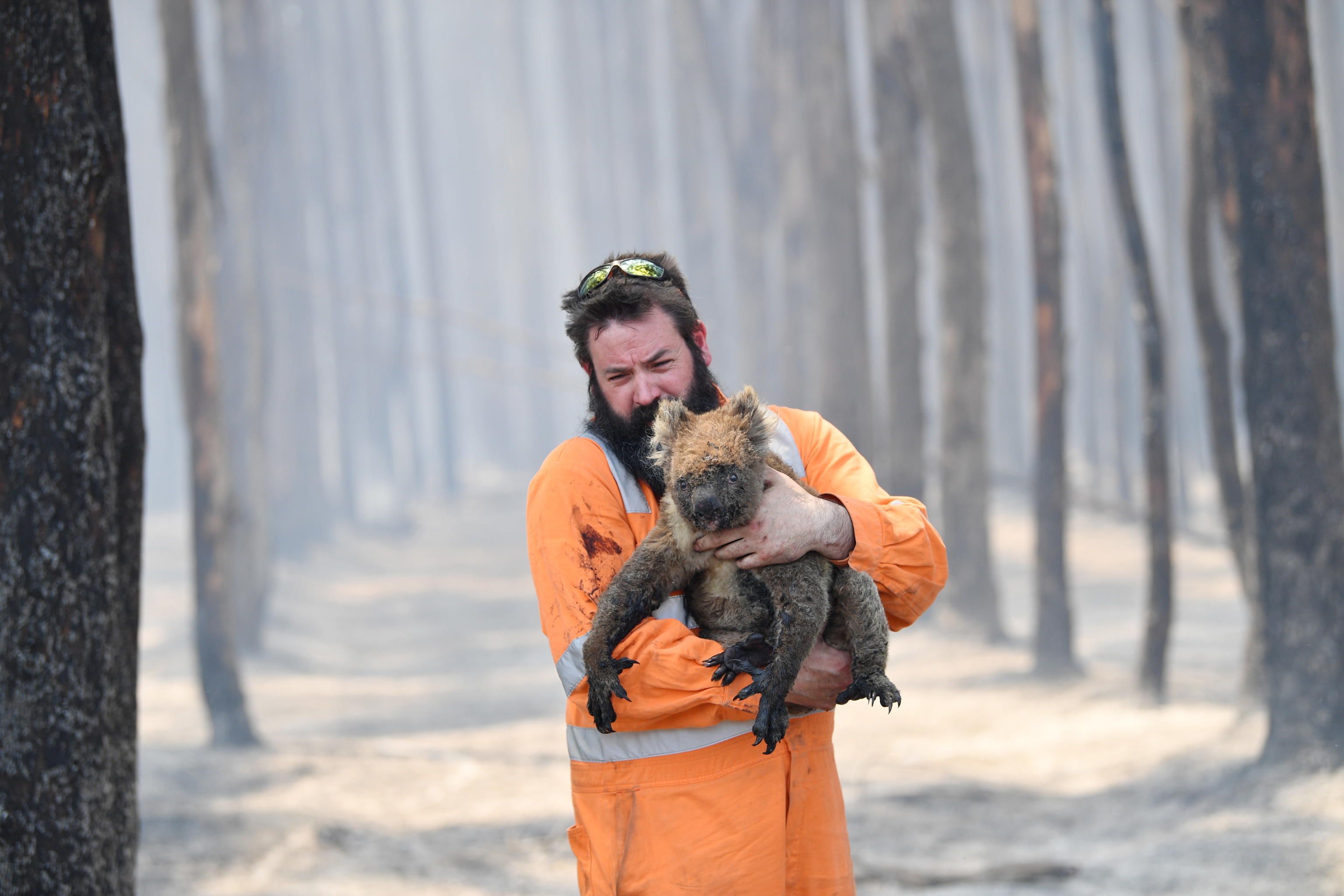 Simon Adamczyk, soccorritore della fauna selvatica ad Adelaide, porta in salvo un Koala