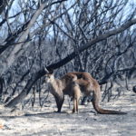 Un canguro con la coda bruciata in quel che resta del suo habitat