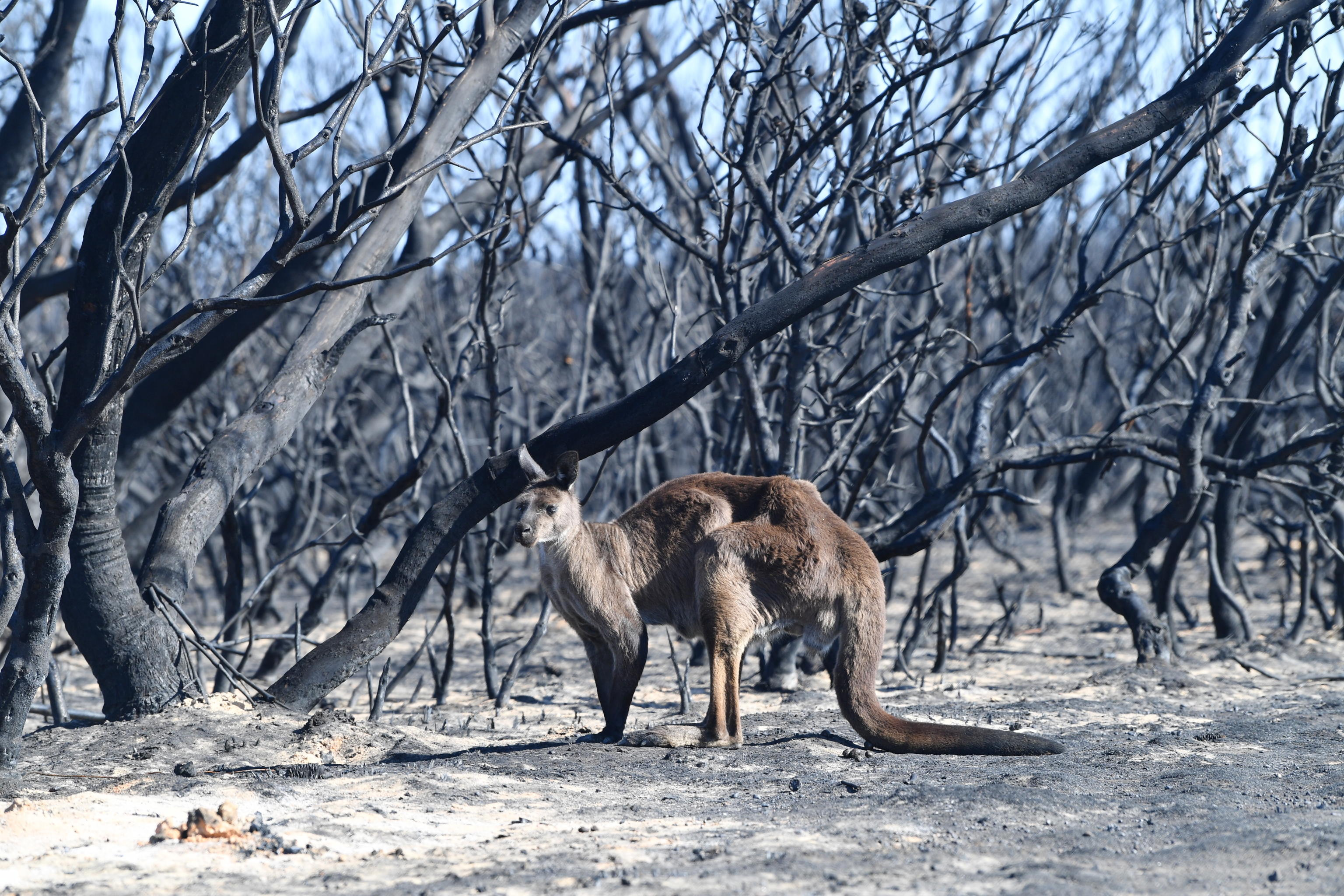 Un canguro con la coda bruciata in quel che resta del suo habitat