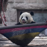 Lo zoo di Pechino ha riaperto al pubblico lunedì dopo essere stato chiuso il 24 gennaio a causa dell'emergenza coronavirus