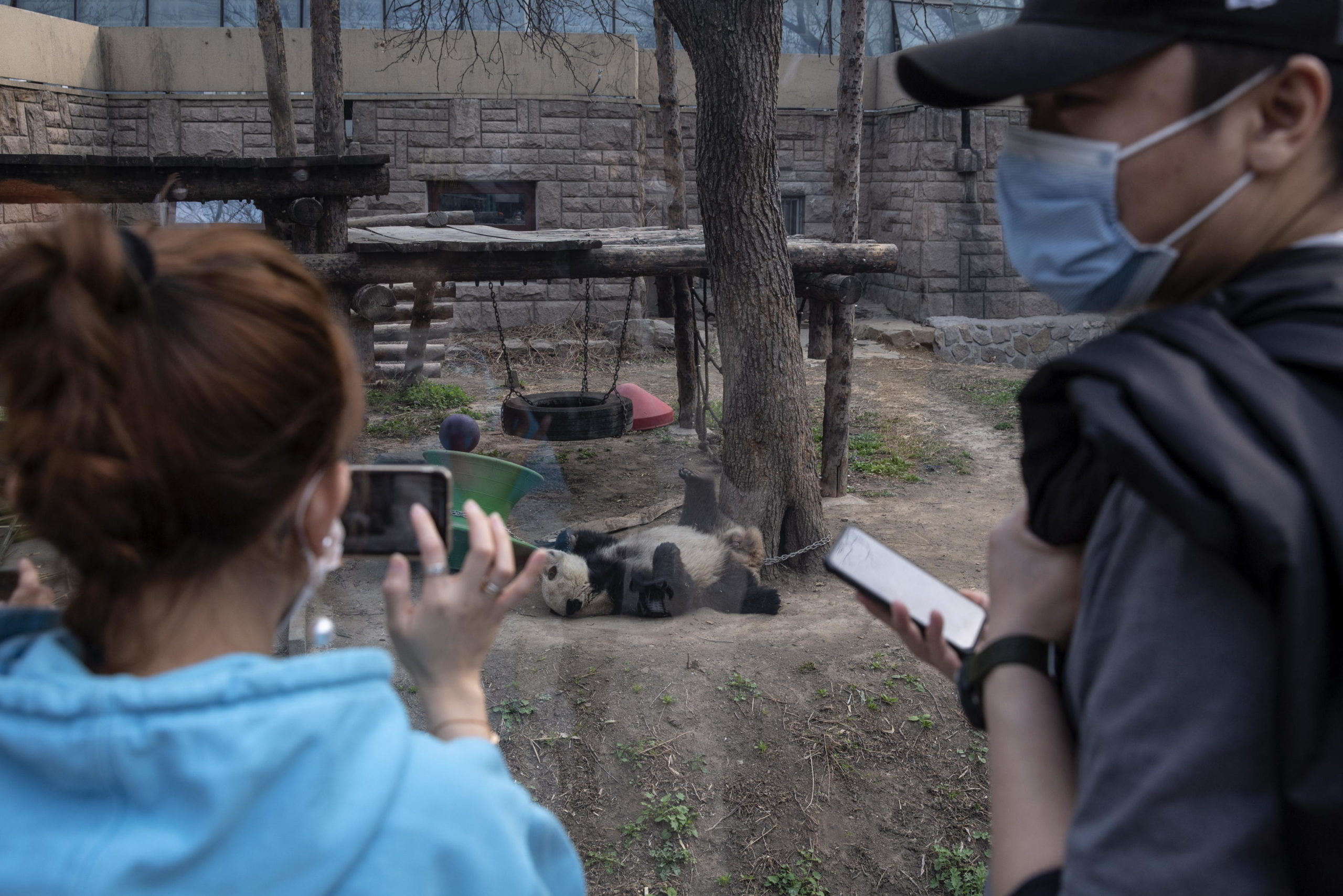 I veterinari hanno monitorato costantemente la salute degli animali, che hanno ricevuto la massima attenzione durante la stagione invernale I veterinari hanno monitorato costantemente la salute degli animali, che hanno ricevuto la massima attenzione durante la stagione invernale