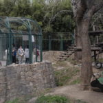 Durante la chiusura i visitatori hanno potuto vedere gli animali online, monitorando così lo stato di salute degli ospiti della struttura Durante la chiusura i visitatori hanno potuto vedere gli animali online, monitorando così lo stato di salute degli ospiti della struttura