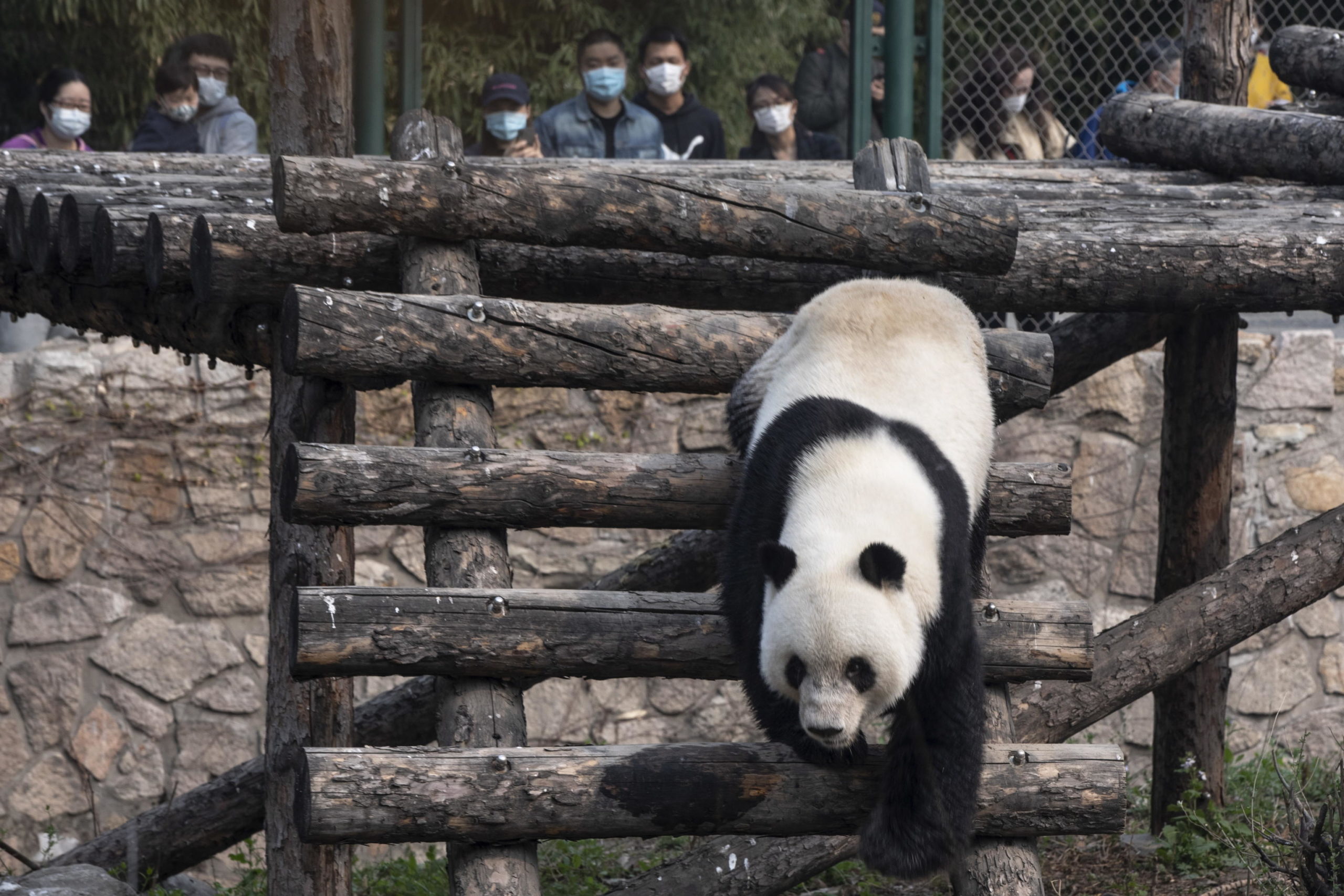 Molte persone hanno espresso preoccupazione per le scorte di cibo per gli animali e avviato una campagna per acquistare verdure fresche, frutta e carne Molte persone hanno espresso preoccupazione per le scorte di cibo per gli animali e avviato una campagna per acquistare verdure fresche, frutta e carne