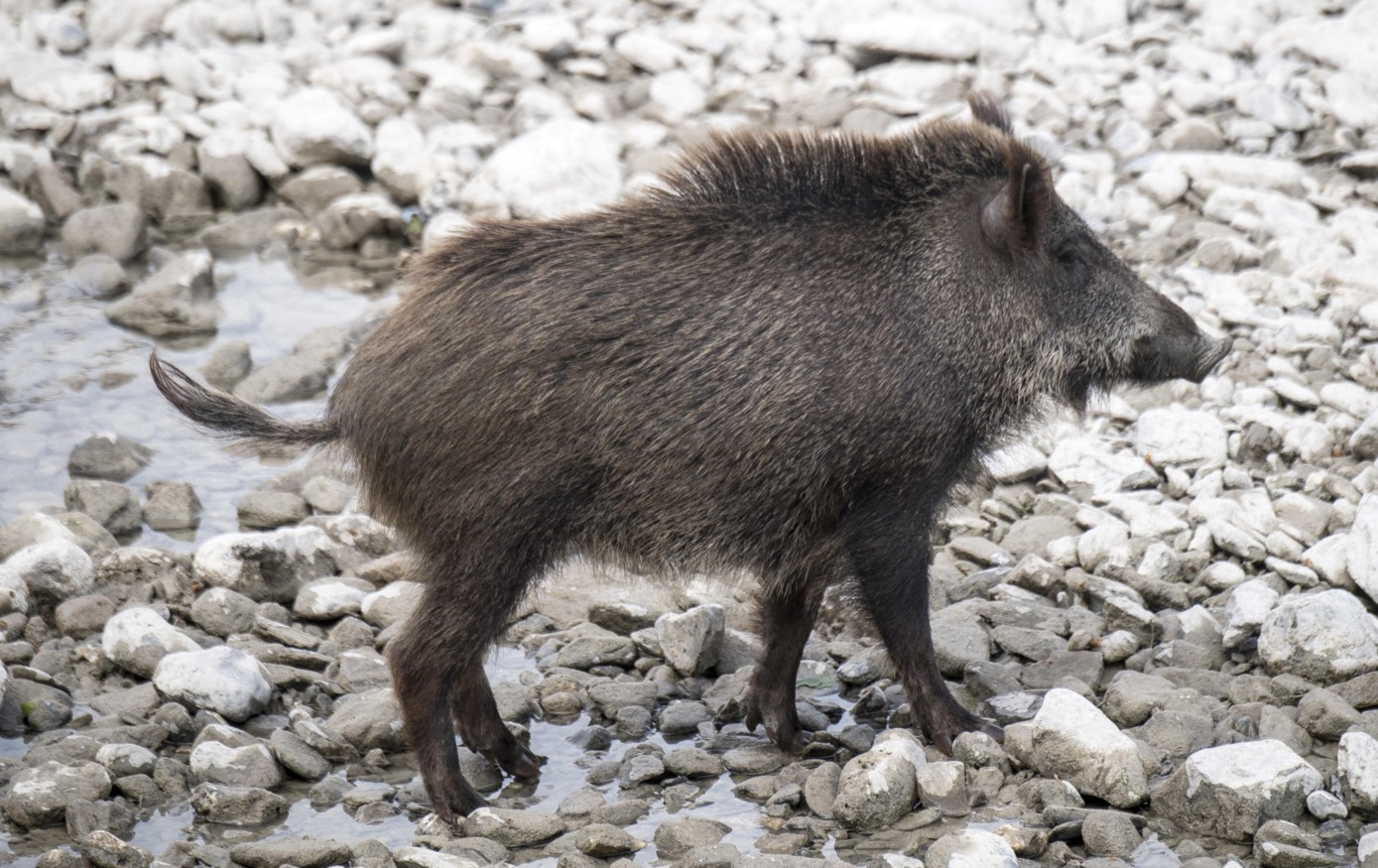 Un cinghiale nel letto del torrente Bisogno a Genova