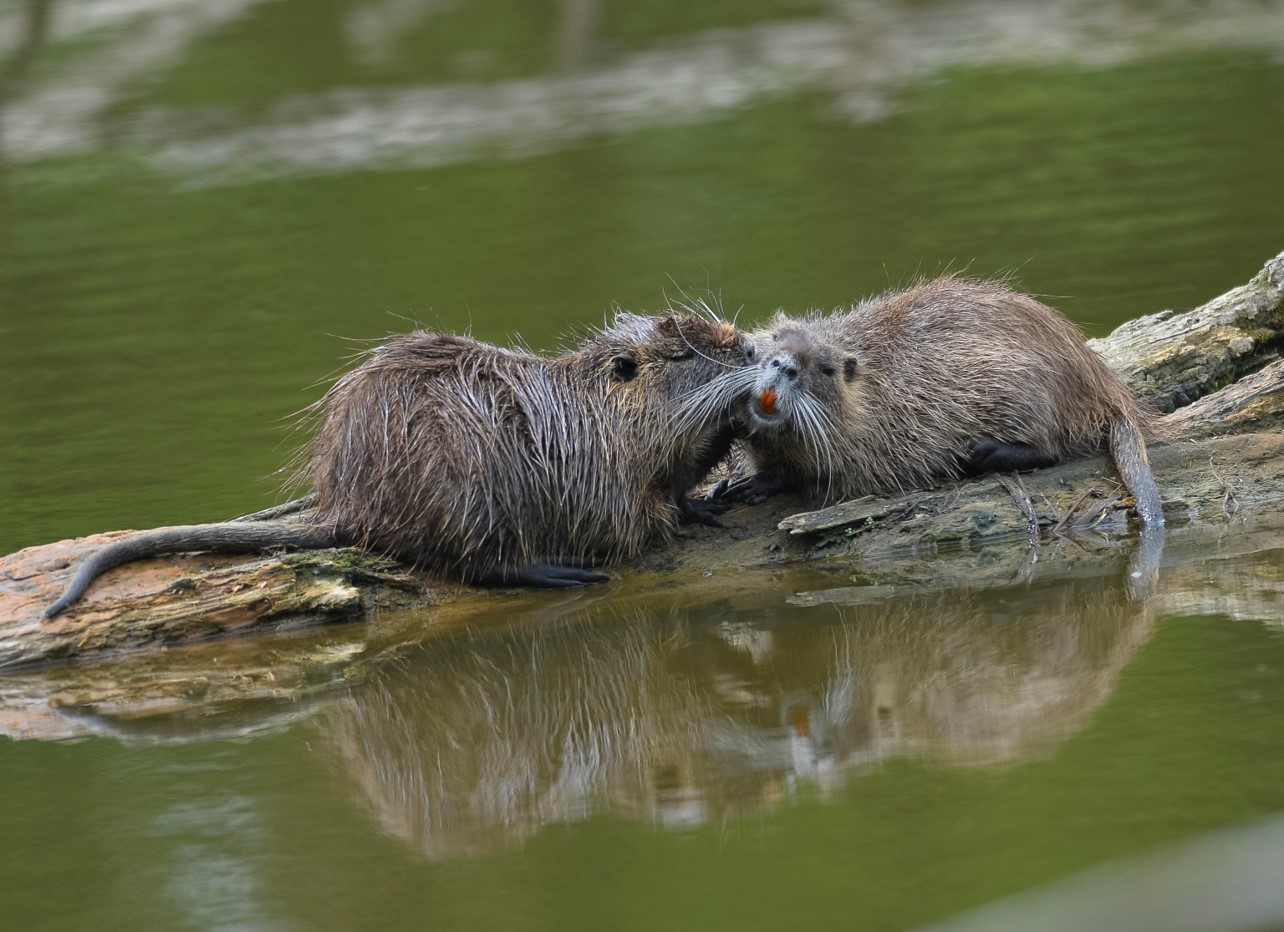 Una nutria gode del sole all'interno di un'area verde, ora deserta a causa dell'emergenza del Coronavirus, nel centro di Milano