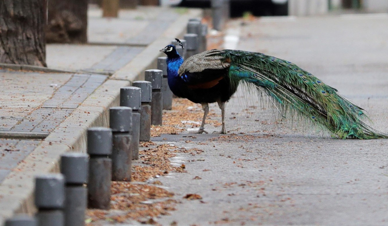 Un pavone si aggira per le strade dopo aver lasciato un parco a Madrid, in Spagna