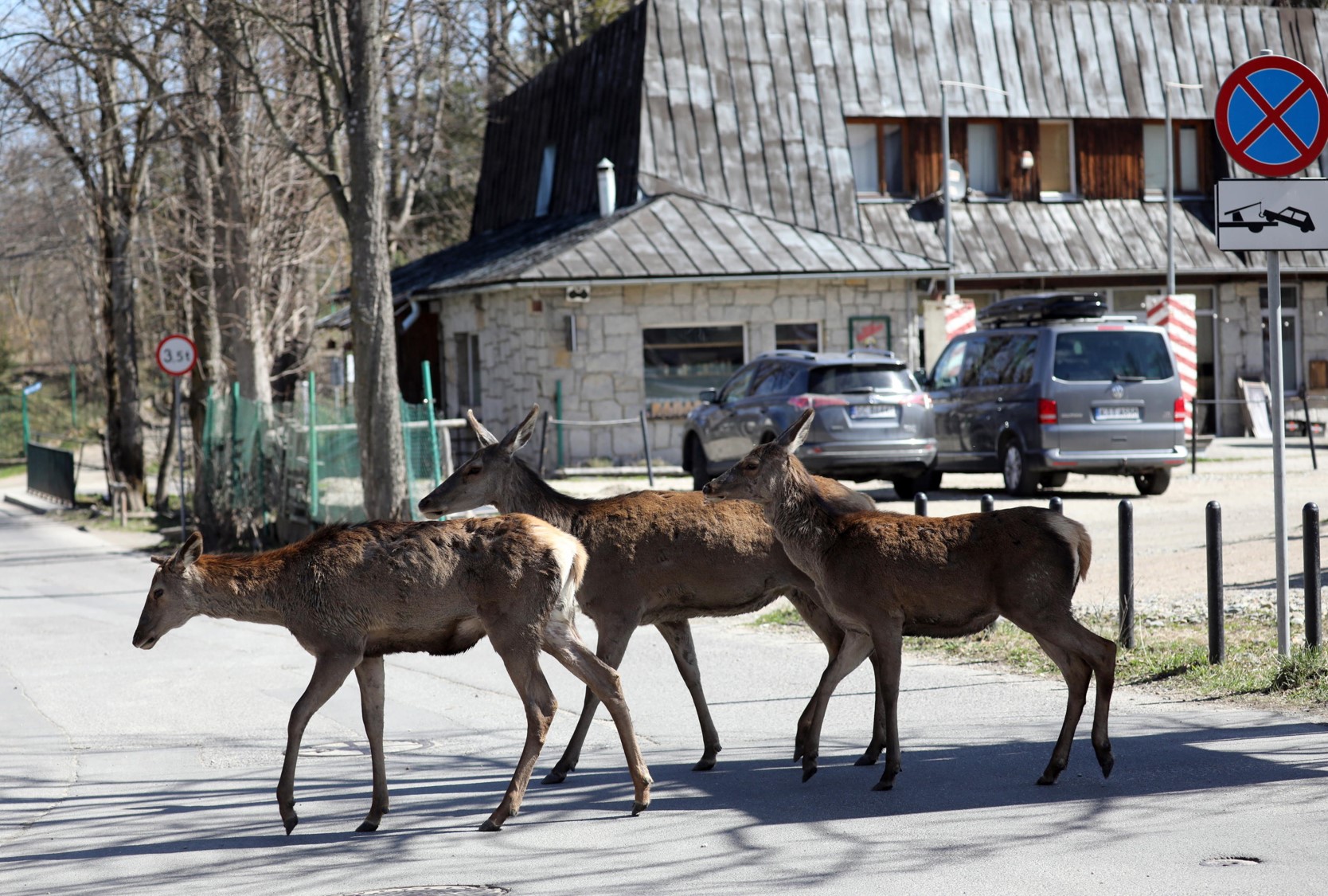 Tre caprioli femmine attraversano una strada quasi deserta a Zakopane, nel sud della Polonia