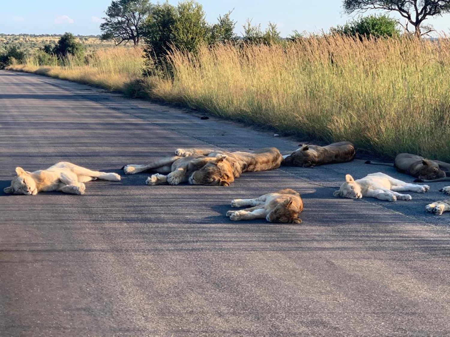 Una foto messa a disposizione dal Kruger National Park mostra molti leoni sulla strada asfaltata fuori dall'Orpen Rest Camp, un lodge all'interno del Kruger National Park, nel nord-est del Sud Africa