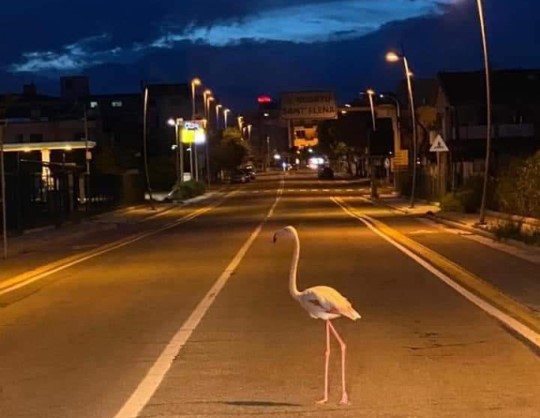 Un fenicottero attraversa la strada che divide in due lo stagno di Molentargius, a Quartu Sant'Elena, alle porte di Cagliari