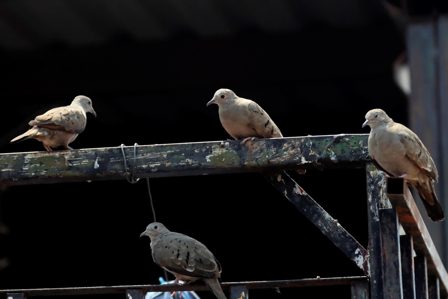 Uccelli riposano sul recinto di una casa a Tegucigalpa, Honduras