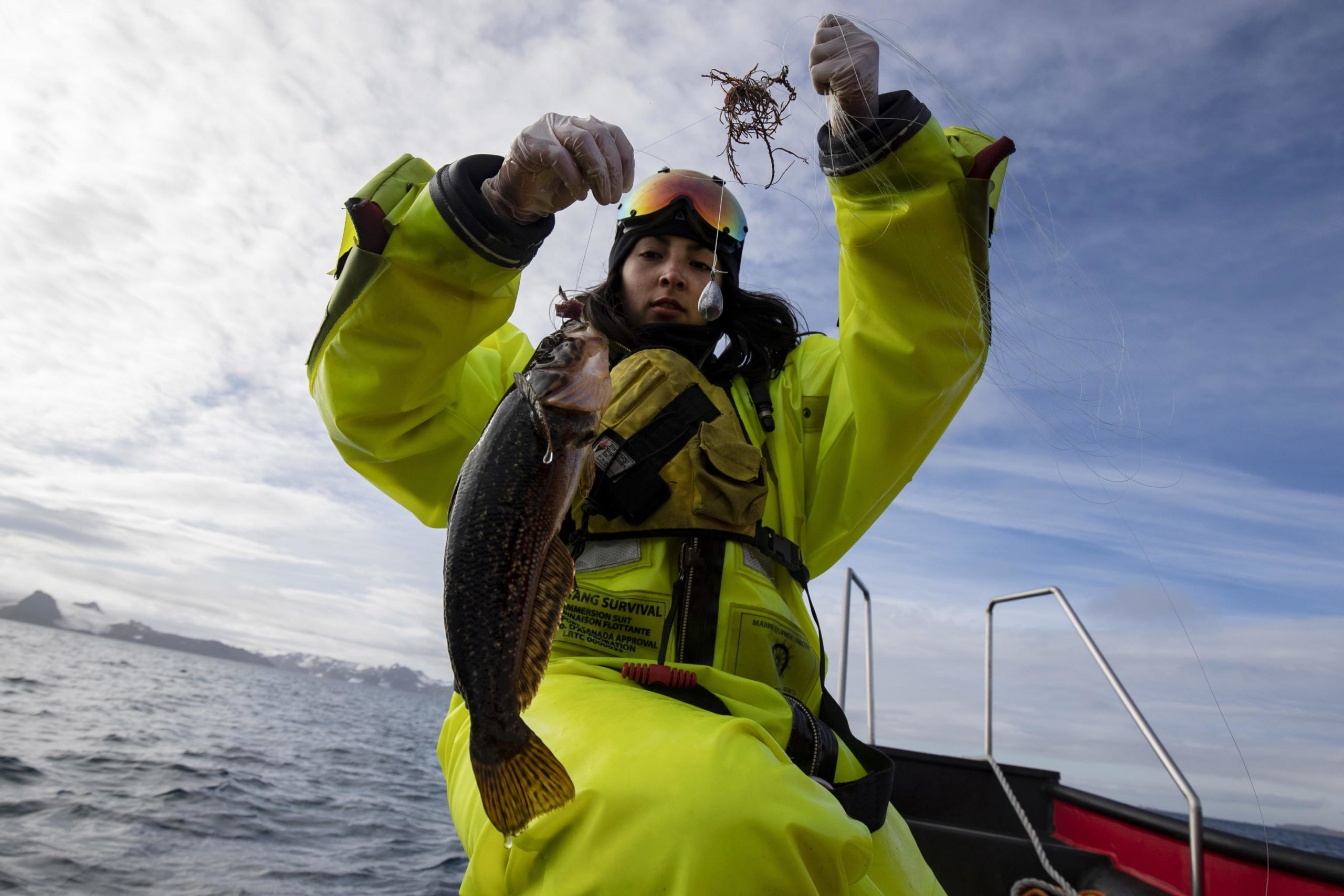 La ricercatrice Dayana Canon cattura un esemplare di Nothotenia coriiceps per studiare la relazione con l'inquinamento