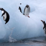 Alcuni pinguini giocano su un iceberg, la maggior parte degli animali in Antartide non ha paura degli umani