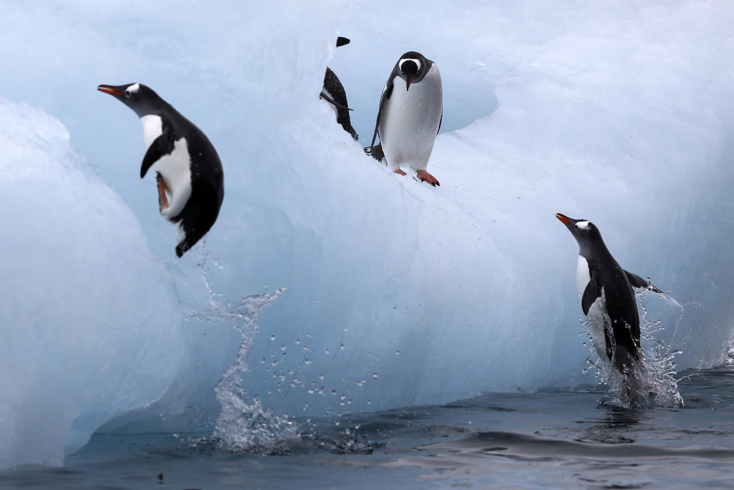 Alcuni pinguini giocano su un iceberg, la maggior parte degli animali in Antartide non ha paura degli umani