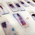 Campioni di sangue di diversi pesci analizzati in laboratorio