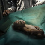 Primo premio nella categoria "Nature", il cadavere di un cucciolo di orango trovato in Indonesia Primo premio nella categoria "Nature", il cadavere di un cucciolo di orango trovato in Indonesia