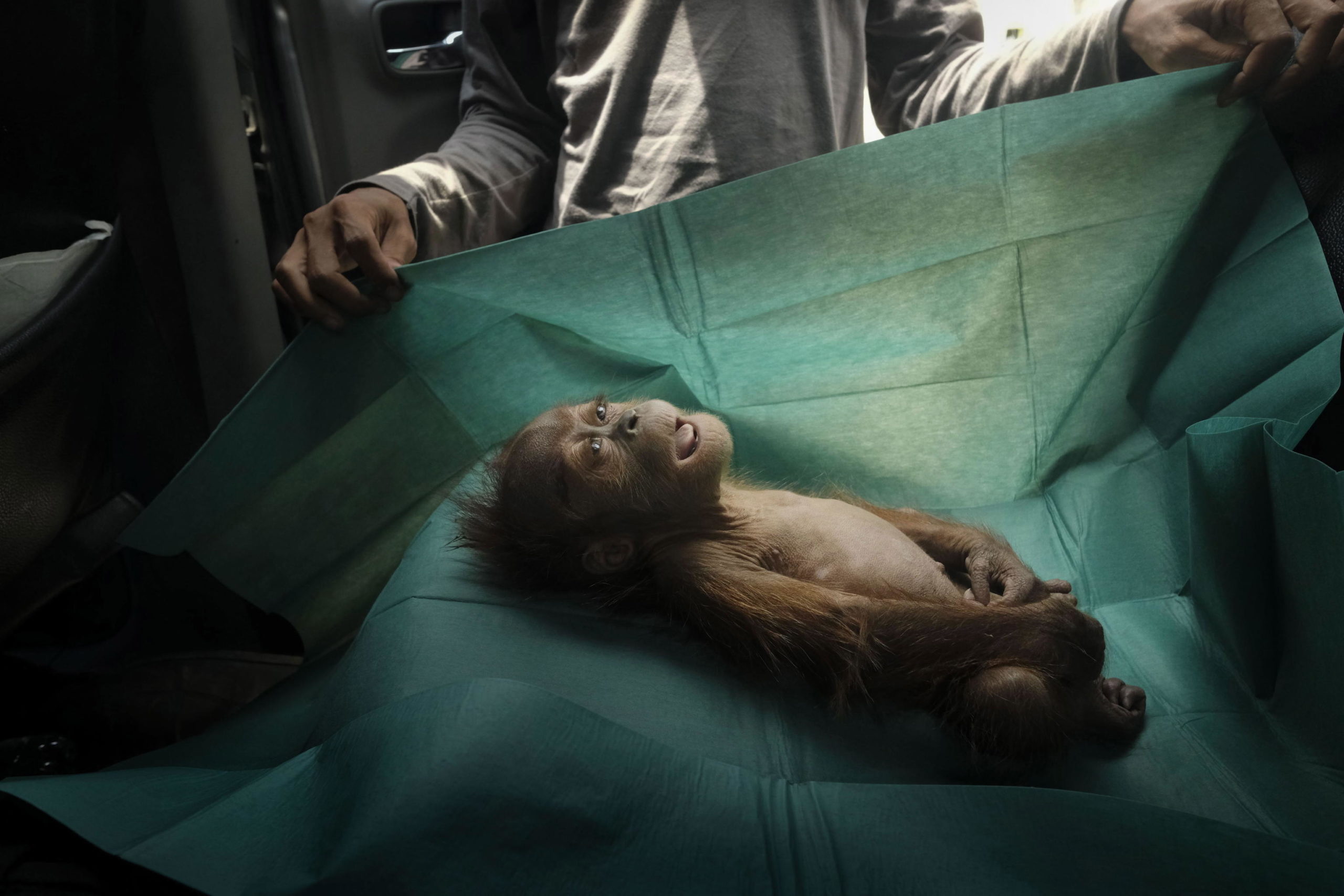 Primo premio nella categoria "Nature", il cadavere di un cucciolo di orango trovato in Indonesia Primo premio nella categoria "Nature", il cadavere di un cucciolo di orango trovato in Indonesia