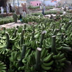 Molte banane vengono posizionate in un mercato di frutta e verdura a Karachi, in Pakistan