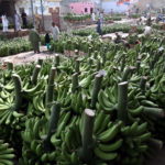 Molte banane vengono posizionate in un mercato di frutta e verdura a Karachi, in Pakistan Molte banane vengono posizionate in un mercato di frutta e verdura a Karachi, in Pakistan
