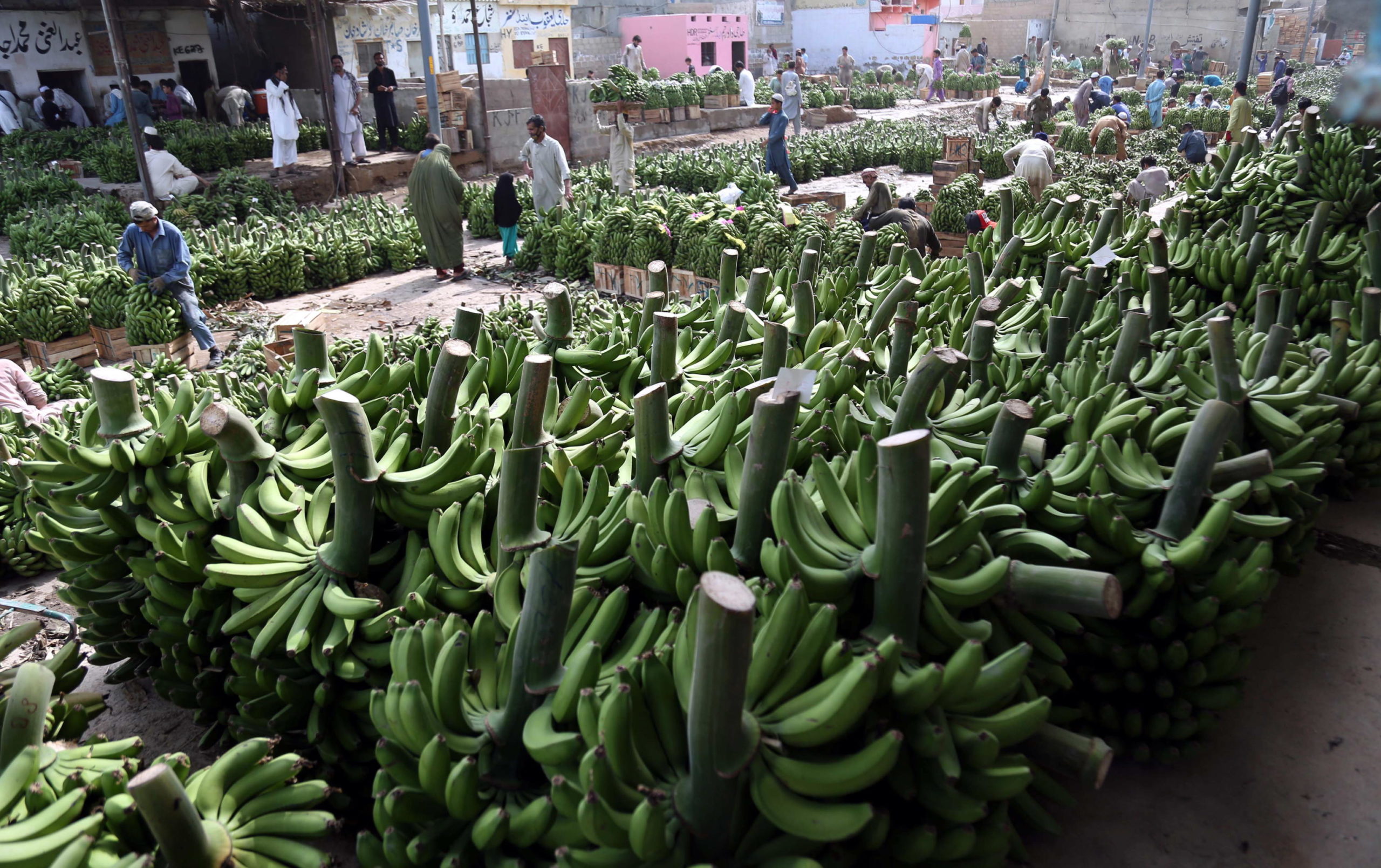 Molte banane vengono posizionate in un mercato di frutta e verdura a Karachi, in Pakistan Molte banane vengono posizionate in un mercato di frutta e verdura a Karachi, in Pakistan