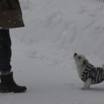 Un cane in un parco della città