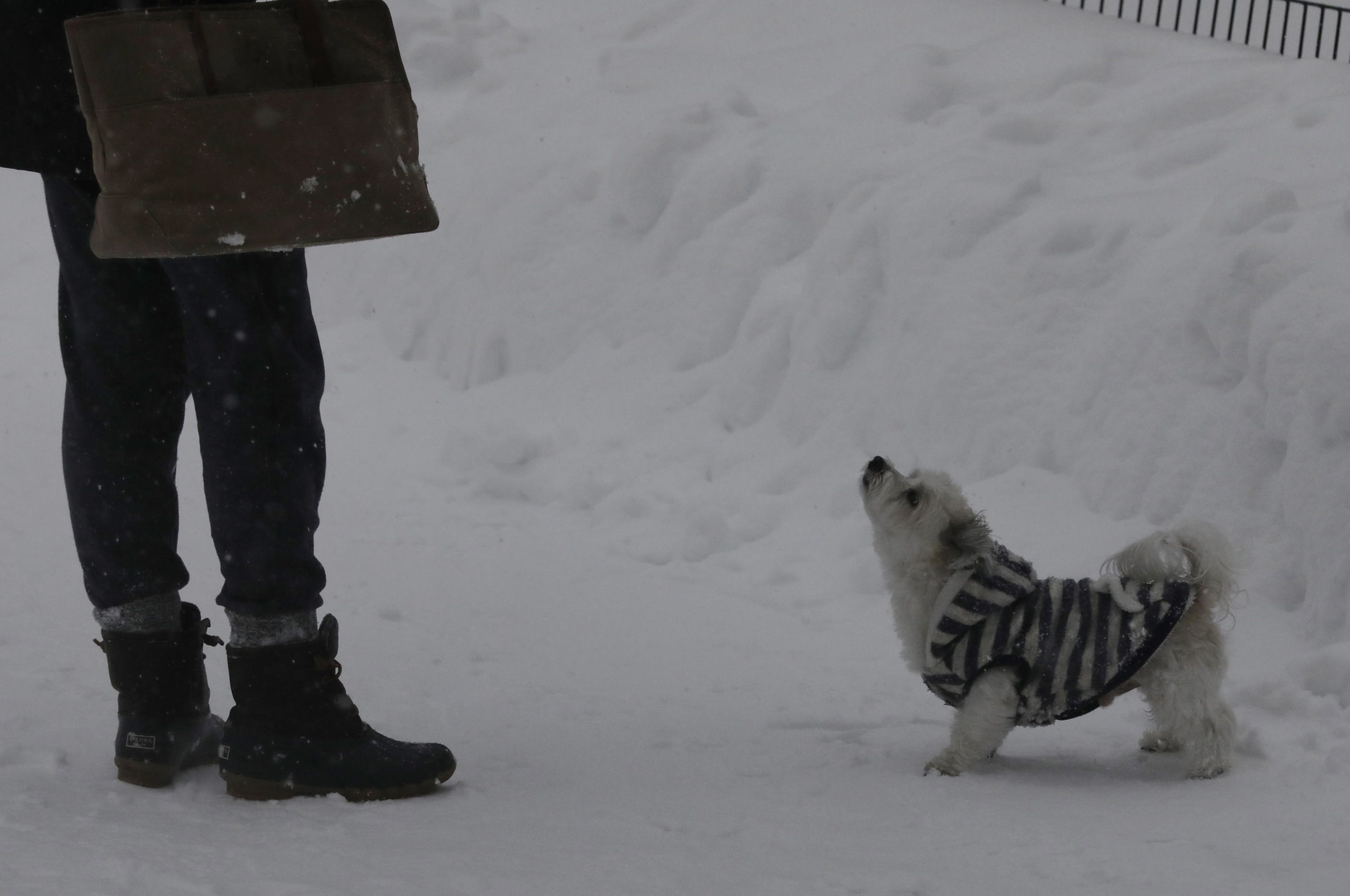 Un cane in un parco della città