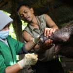 Medicazione di un cucciolo di elefante di Sumatra Medicazione di un cucciolo di elefante di Sumatra