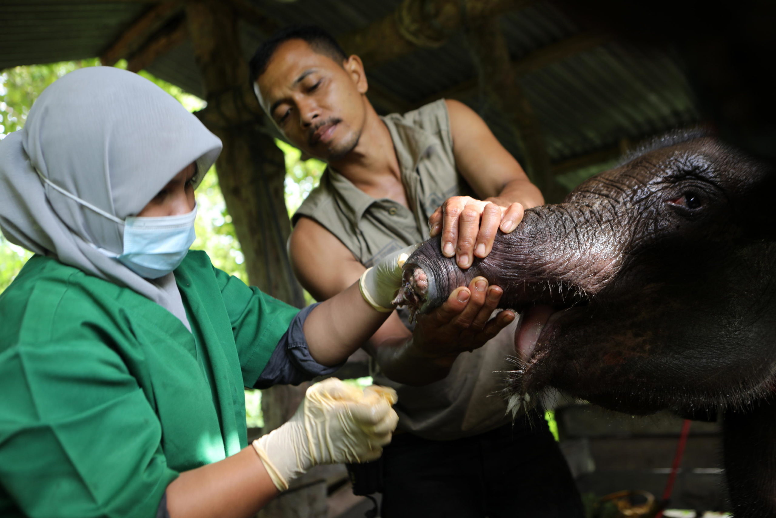 Medicazione di un cucciolo di elefante di Sumatra