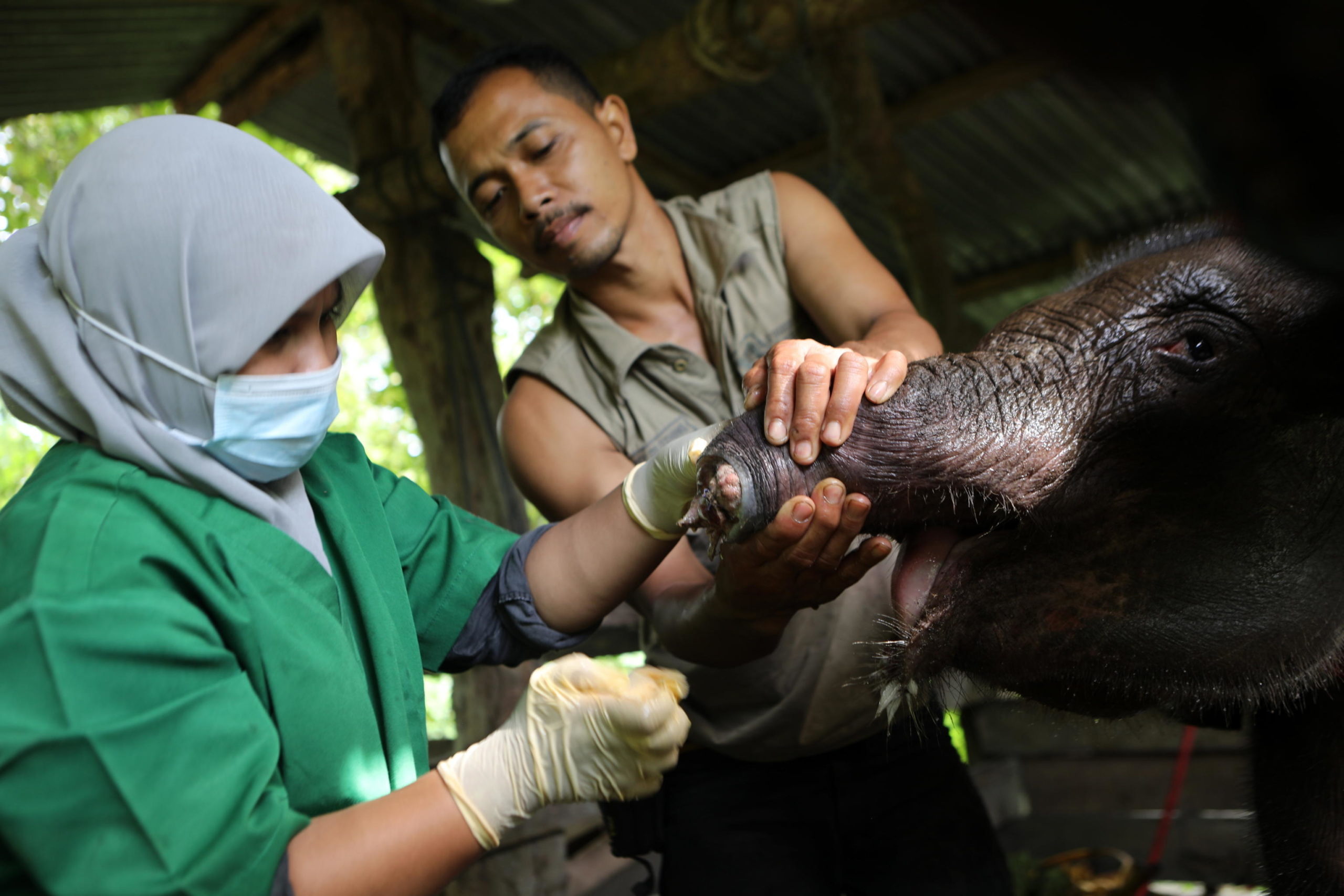 Medicazione di un cucciolo di elefante di Sumatra Medicazione di un cucciolo di elefante di Sumatra