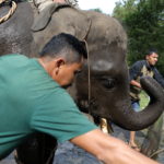 Un guardiano si prende cura di un elefante selvaggio al Centro di addestramento di Aceh Bessar Un guardiano si prende cura di un elefante selvaggio al Centro di addestramento di Aceh Bessar