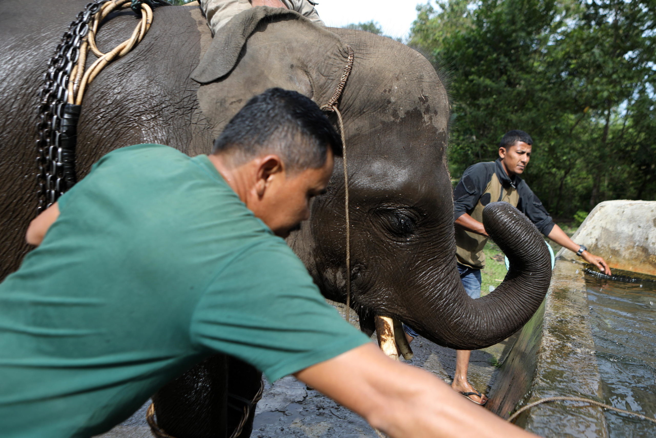 Un guardiano si prende cura di un elefante selvaggio al Centro di addestramento di Aceh Bessar