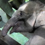 Un elefante ferito da una trappola dei cacciatori di frodo Un elefante ferito da una trappola dei cacciatori di frodo