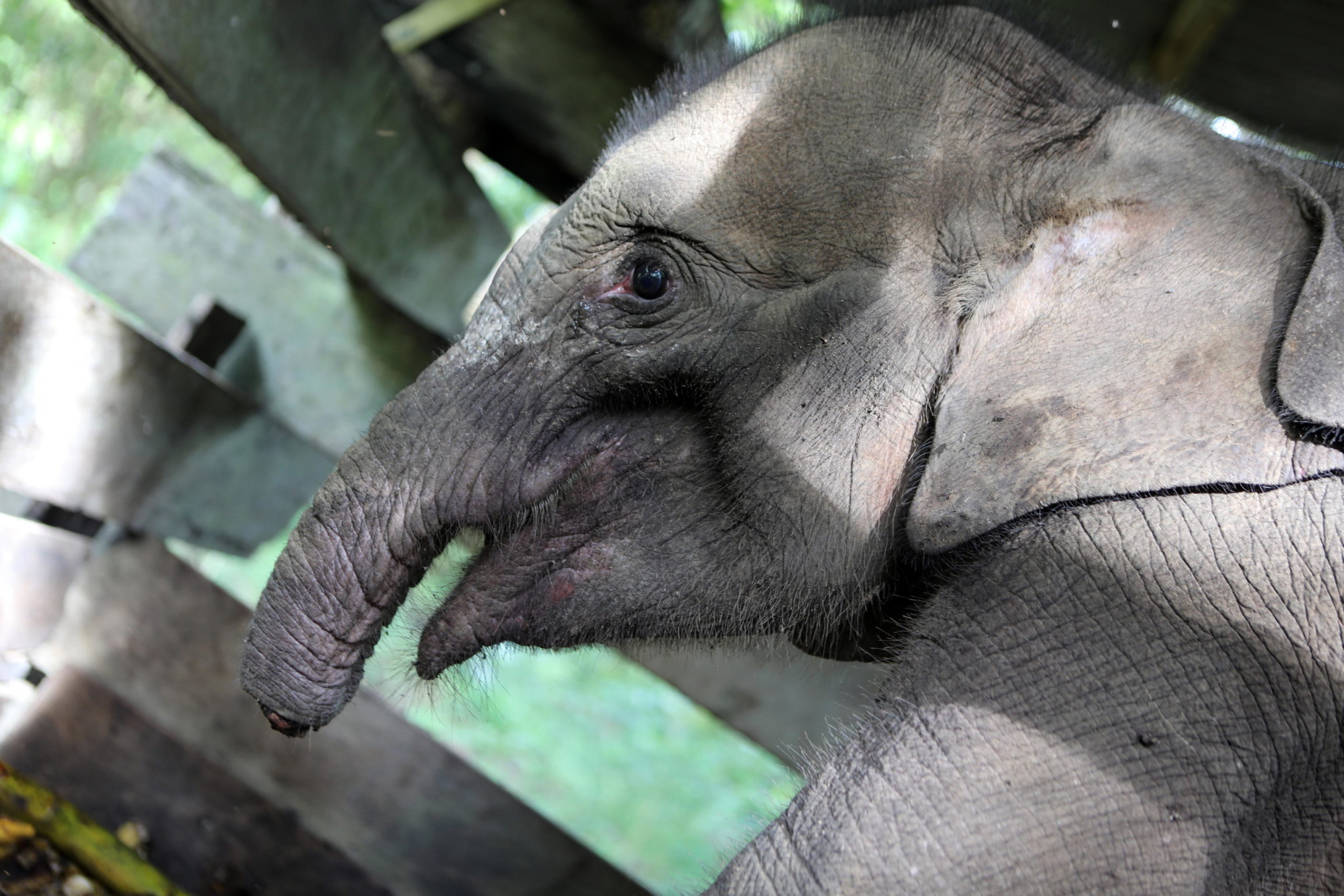 Un elefante ferito da una trappola dei cacciatori di frodo Un elefante ferito da una trappola dei cacciatori di frodo