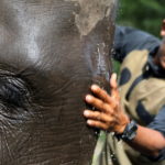 Un veterinario medica un esemplare di elefante di Sumatra Un veterinario medica un esemplare di elefante di Sumatra