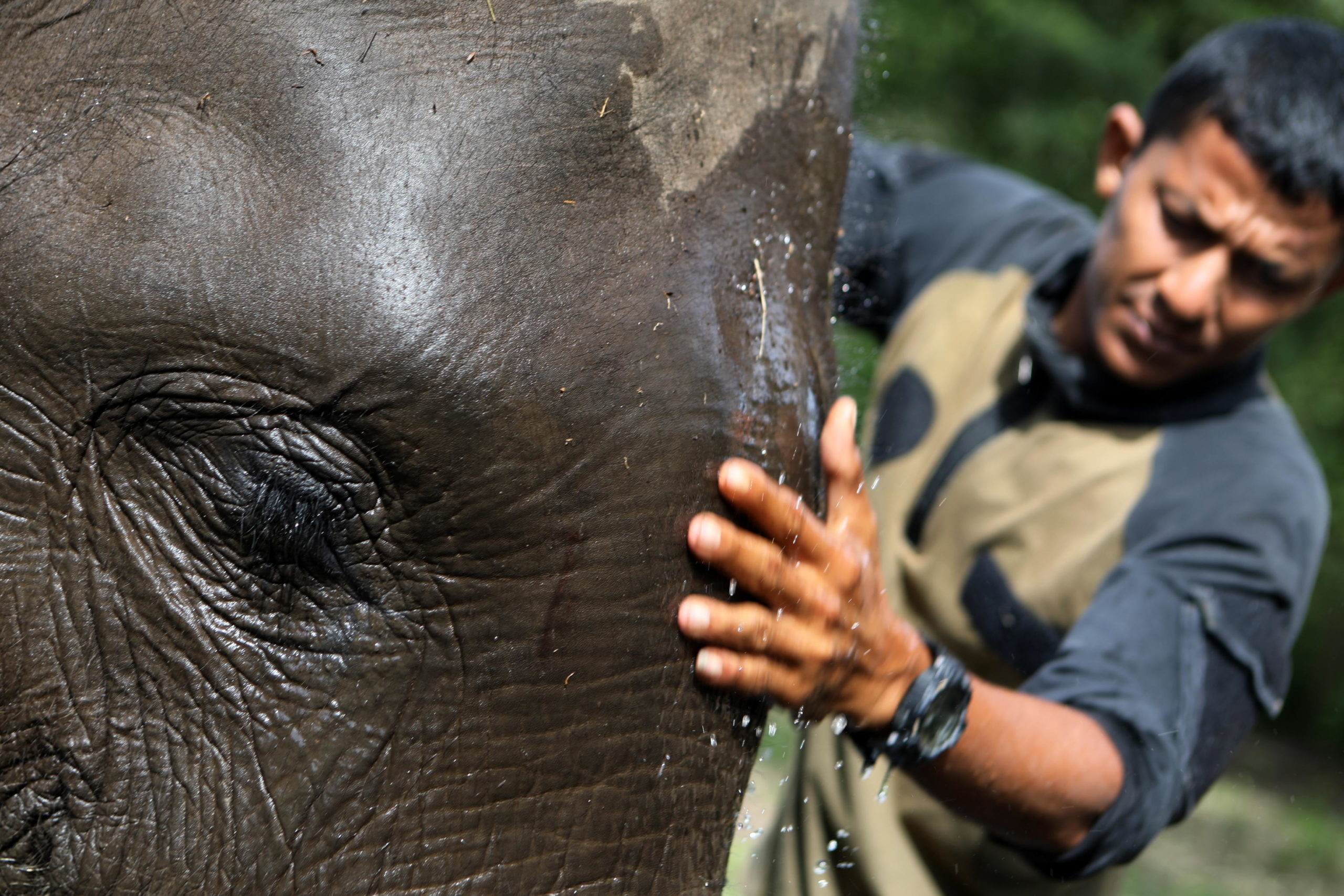 Un veterinario medica un esemplare di elefante di Sumatra Un veterinario medica un esemplare di elefante di Sumatra