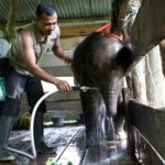 Un elefante di Sumatra viene lavato
