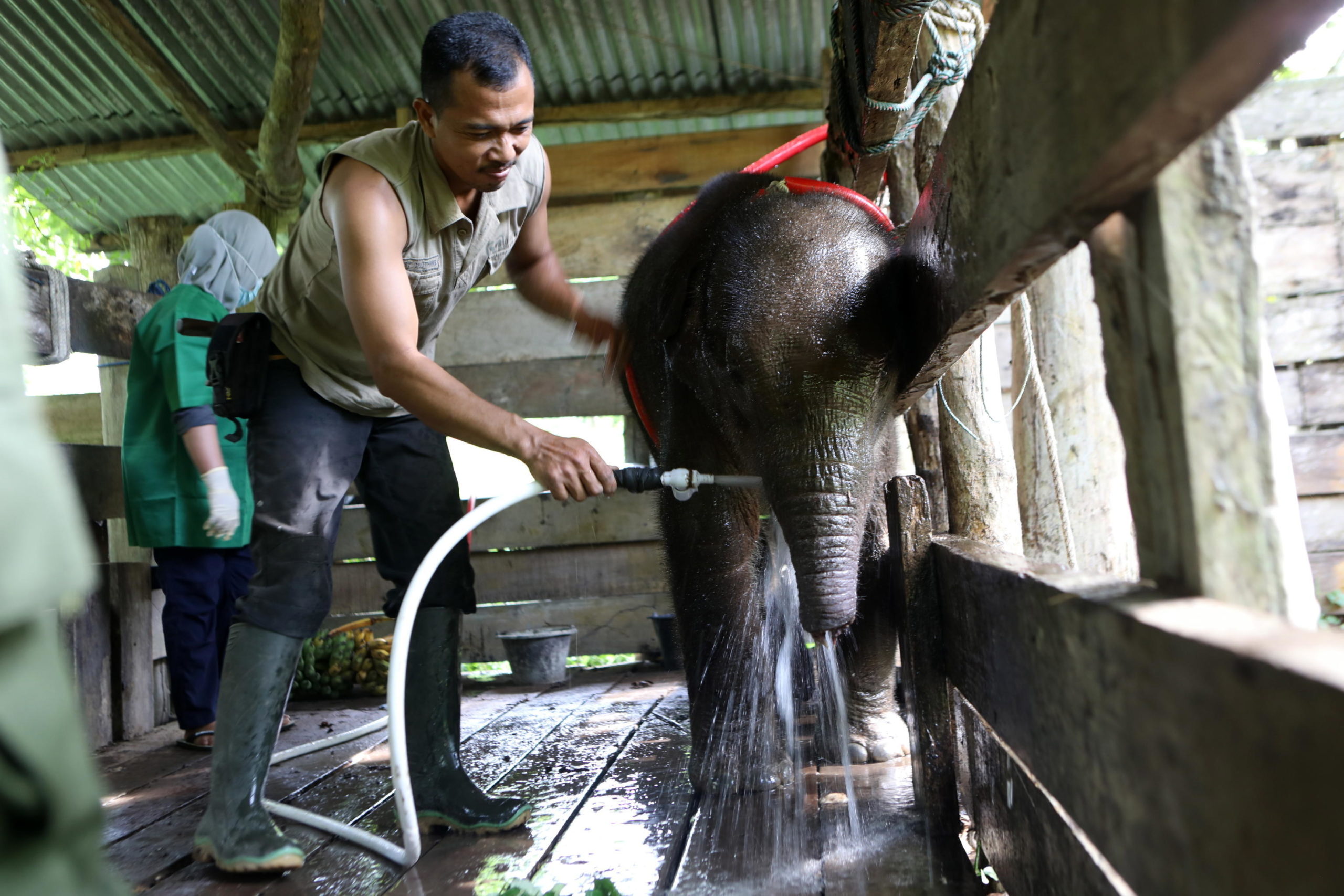 Un elefante di Sumatra viene lavato