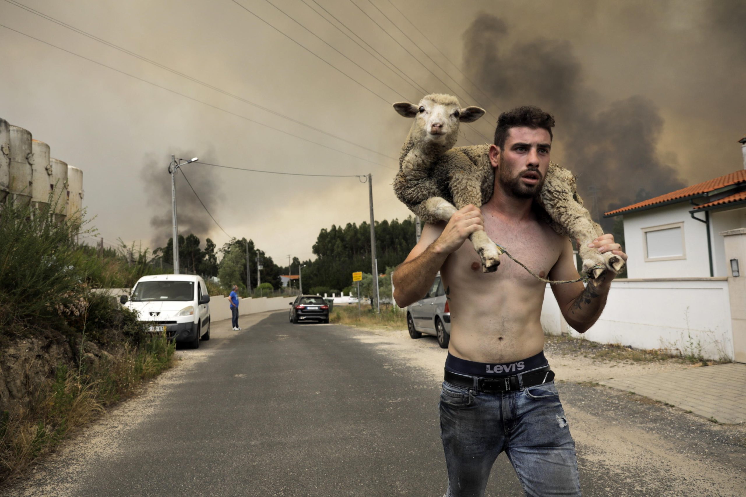 Un uomo salva una pecora a seguito dell'incendio di Boa Vista (Portogallo)